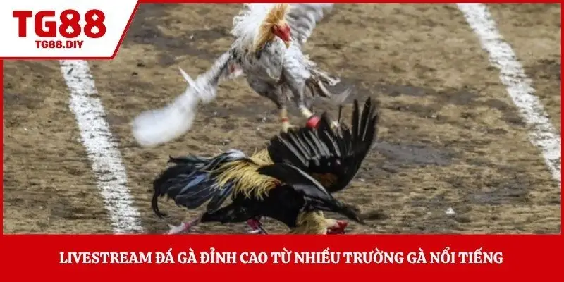 Livestream đá gà đỉnh cao từ nhiều trường gà nổi tiếng