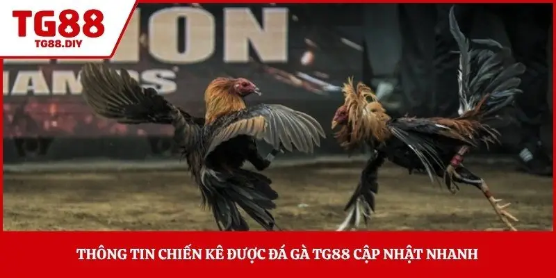 Thông tin chiến kê được đá gà TG88 cập nhật nhanh