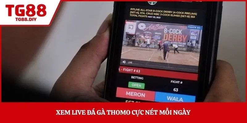 Xem live đá gà Thomo cực nét mỗi ngày