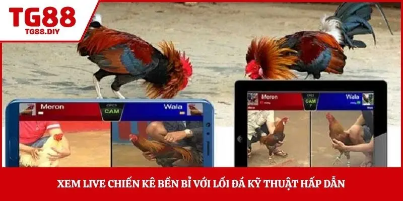 Xem live chiến kê bền bỉ với lối đá kỹ thuật hấp dẫn